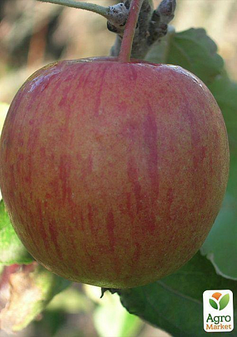 Яблуня "Бребурн" (зимовий сорт, пізній термін дозрівання) - фото 2