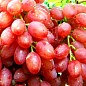 Виноград "Находка" (кишмиш, ранний срок созревания, высокая урожайность более 6кг с куста) купить