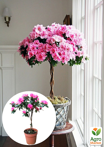 LMTD Рододендрон на штамбе цветущий 3-х летний "Bicolor" (40-60см)