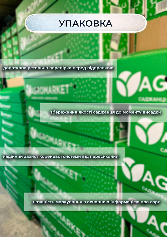 Ексклюзив! Слива "Олена" (преміальний пізній термін дозрівання) - фото 3