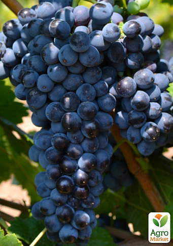 Виноград "Мальбек" (винний сорт)