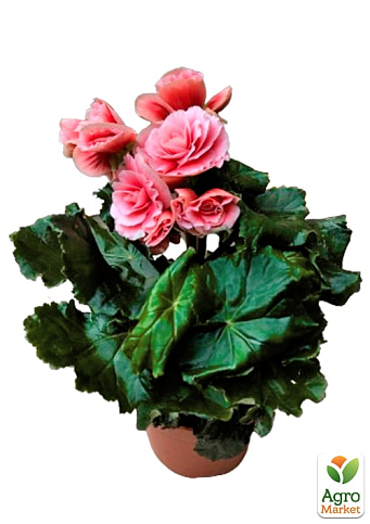 Бегонія квітуча "Camellia" - фото 7