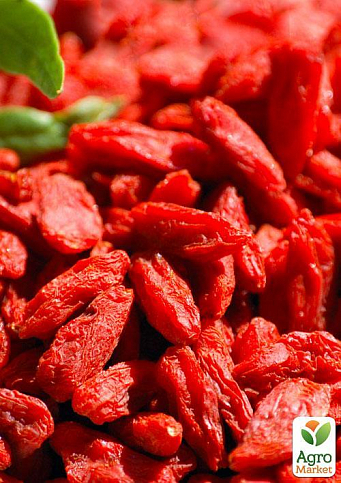 Эксклюзив! Годжи алого ярко-красного цвета "Магия любви" (Magic of love) (премиальный, неприхотливый, сорт со стабильным урожаем) - фото 5