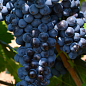 Виноград "Мальбек" (винний сорт)