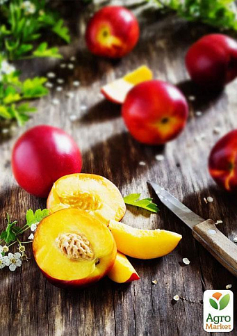 Нектарин "Флейвор Топ" (летний сорт, средний срок созревания) - фото 6