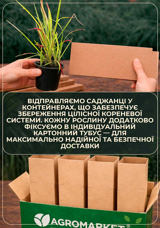 Тысячелистник красный "Flowerburst Red Shades" вазон С2