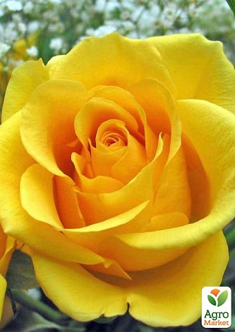 Ексклюзив! Троянда чайно-гібридна "Світле Сяйво" (Light Shine) (саджанець класу АА+) вищий сорт