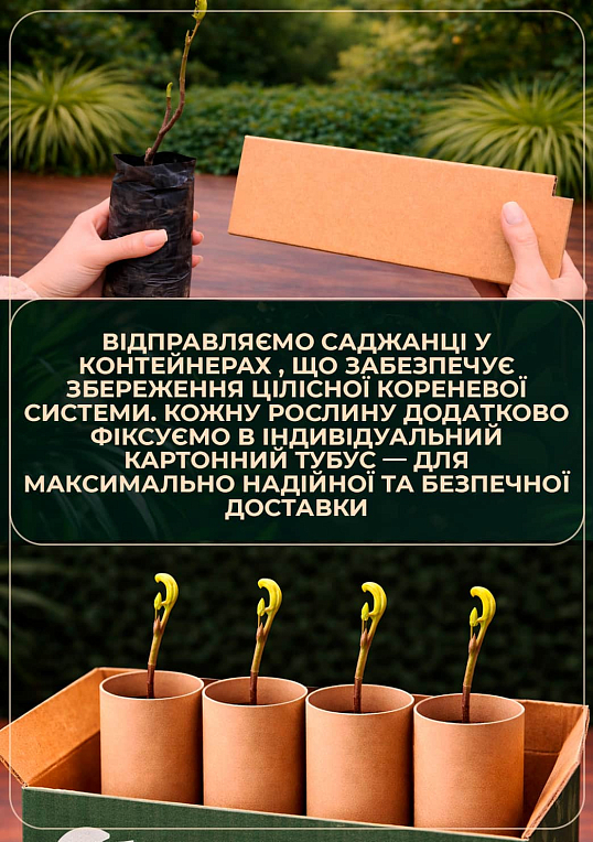 Инжир полосатый "Панч" (Panache) - фото 5