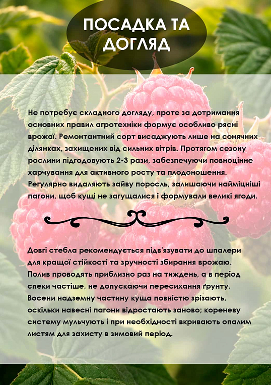 Эксклюзив! Малиновое дерево "Берберанза" - фото 2