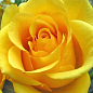 Ексклюзив! Троянда чайно-гібридна "Світле Сяйво" (Light Shine) (саджанець класу АА+) вищий сорт