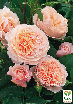 Роза английская "William Morris" (саженец класса АА+) высший сорт1