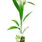 Трахікарпус (Trachycarpus Fortunei) висота 60-80см купить