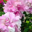 Сурфінія "Double Cascade Orchid Mist" (контейнер № 10, висота 10-15 см)