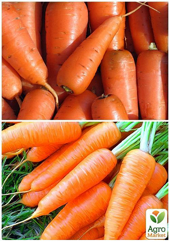 На развес Морковь "Зимний нектар" ТМ "Весна" цена за 10г - фото 2