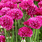 Армерія малинова "Bees Ruby" (вазон С1,5) цена