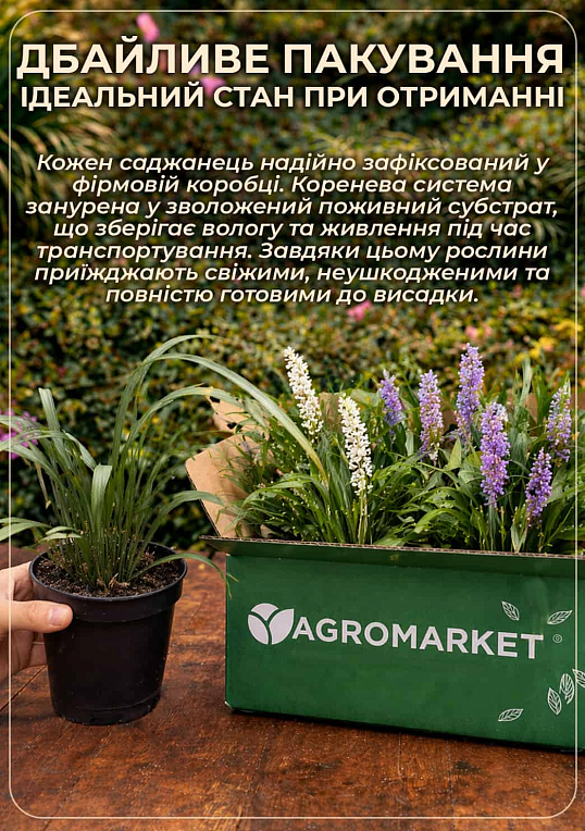 Ліріопе "Monroe White" вазон С2, висота 20-40см
