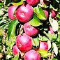 Яблоня колоновидная "Обелиск" (крупноплодный, зимний сорт, поздний срок созревания)