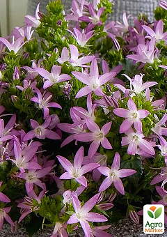 Кампанула "Adansa Pink"1