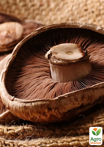 Сухой зерновой мицелий "Шампиньон Портобелло" 10г