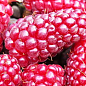 Малинно - ежевичный гибрид"Логанберри торнлесс" (Thornless Loganberry) (ранний срок созревания, бесшипный сорт) купить