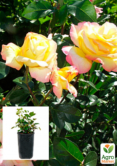 Троянда в контейнері чайно-гібридна "Gloria Dei" (саджанець класу АА+)2