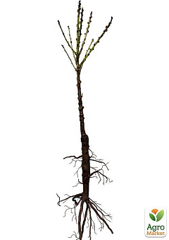 Ексклюзив! Персик колоновидний жовто-червоний "Тотем садівника" (Totem gardener) (преміальний річний великоплідний сорт)14