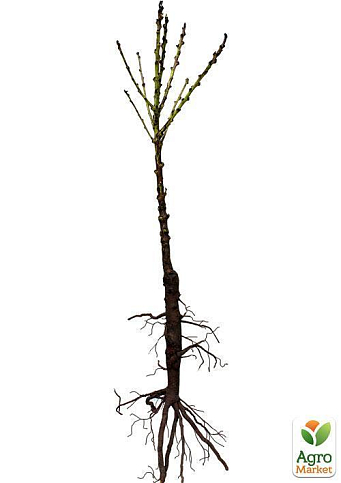 Ексклюзив! Персик колоновидний жовто-червоний "Тотем садівника" (Totem gardener) (преміальний річний великоплідний сорт) - фото 2