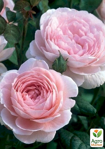 Эксклюзив! Роза английская белая с розовой серединой "Сладкая палитра" (Sweet palette) (саженец класса АА+, премиальный морозостойкий сорт)