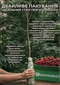 Вишня "Чернокорка" (літній сорт, середньоранній термін дозрівання)1