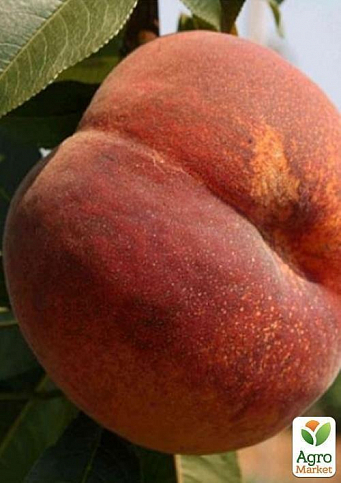 Персик "Коллінз" (літній сорт, середньостиглий термін дозрівання) - фото 3