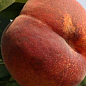 Персик "Коллінз" (літній сорт, середньостиглий термін дозрівання) цена