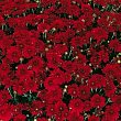 Хризантема "Camina Red" (мультифлора)