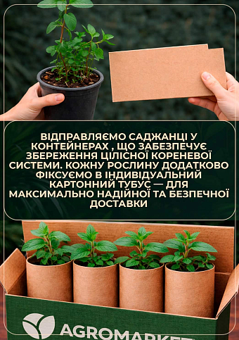 М'ята Мадерійська "Mentha Madeira" (контейнер Р9) - фото 3