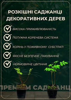 Вітекс священний (Авраамове дерево), Р10 висота 20-30см3