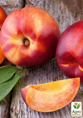 Эксклюзив! Нектарин колоновидный "Мистер Перси" (Mr. Percy) - фото 2