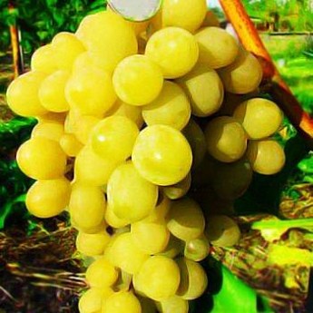 Виноград "Соляріс" купити поштою в Одесі, Києві, Україні | Agro-Market