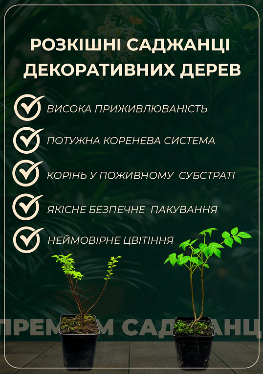 Витекс священный (Авраамово дерево), Р10 высота 20-30см