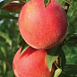 Персик "Тарсан" (великоплідний, морозостійкий, пізній термін дозрівання)