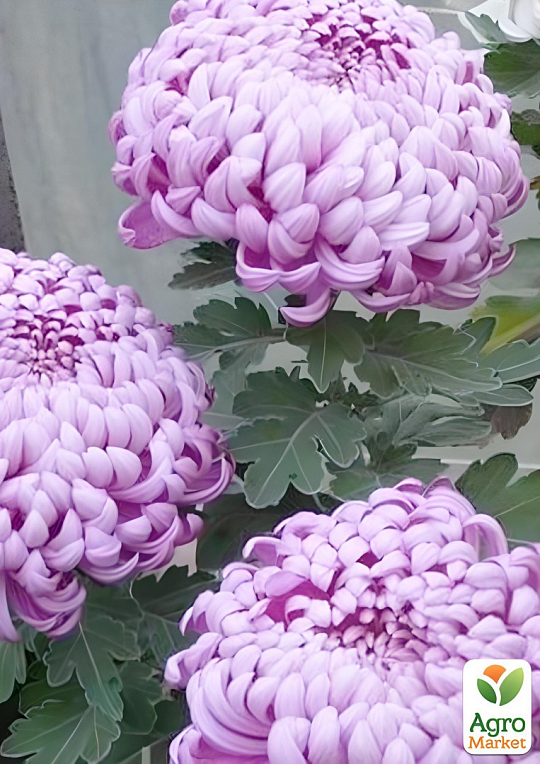 Хризантема крупноцветковая "Irisa Lilac" (вазон С1 высота 20-30см)