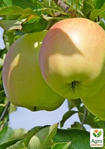 Яблоня "Пепинка золотая" (зимний сорт) - фото 5