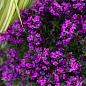 Тимьян "Purple Beauty"