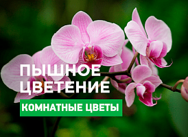 Як змусити цвісти орхідею - корисні статті про садівництво від Agro-Market