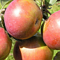 Яблуня "Сочі-2" (пізньо-літній сорт) цена