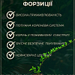 Форзиция гибридная "Maluch"  цена