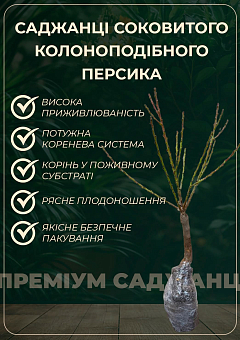 Ексклюзив! Персик колоновидний жовто-червоний "Тотем садівника" (Totem gardener) (преміальний річний великоплідний сорт)14