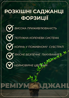 Форзиція гібридна "Maluch"4