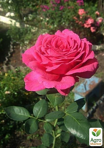Роза чайно-гібридна "Орієнт Спайс"