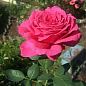 Роза чайно-гібридна "Орієнт Спайс"