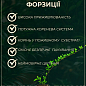 Форзиція гібридна "Maluch" цена