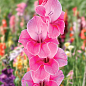 Гладіолус "Pink Event"
